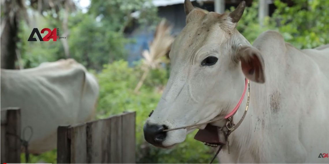 កម្ពុជា- មេរោគថ្មីប៉ះពាល់ដល់សត្វគោនៅភូមិមួយក្នុងខេត្តកំពង់ស្ពឺ