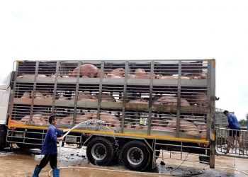 សារលើកឡើងពីប្រជាកសិករសូមអោយក្រសួងសេដ្ឋកិច្ចយកការនាំចូលជ្រូករស់មកដាក់ដេញថ្លៃលើតុដើម្បីតម្លាភាព