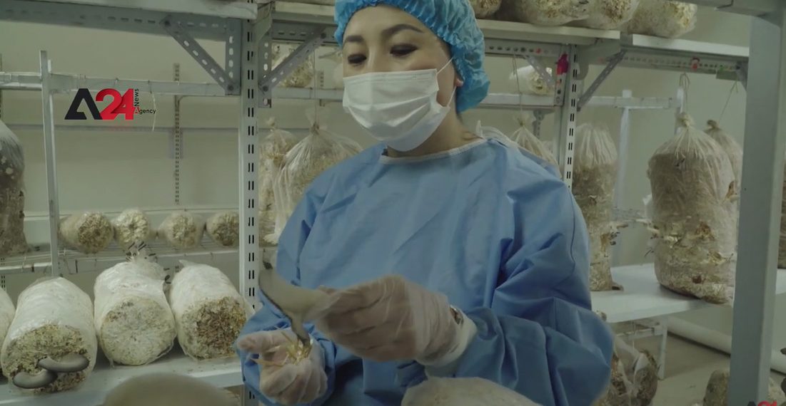 ផ្សិតឱសថដុះនៅលើកាកសំណល់រុក្ខជាតិស៊ីបាក់ថននៅម៉ុងហ្គោលី