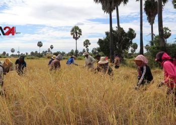 កសិករកម្ពុជាមានការខកចិត្តដោយសារការប្រមូលផលស្រូវមិនសូវល្អក្នុងឆ្នាំនេះ
