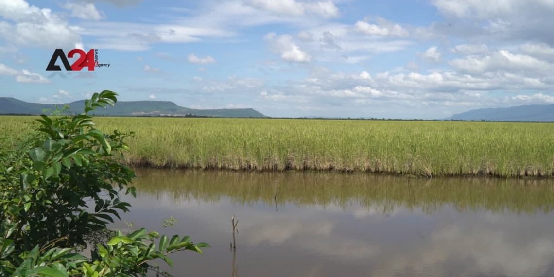 ការប្រែប្រួលអាកាសធាតុជំរុញឱ្យកសិករកម្ពុជាបោះបង់ចោលស្រែចម្ការ