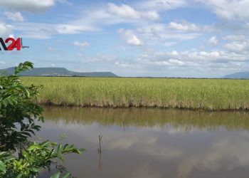 ការប្រែប្រួលអាកាសធាតុជំរុញឱ្យកសិករកម្ពុជាបោះបង់ចោលស្រែចម្ការ