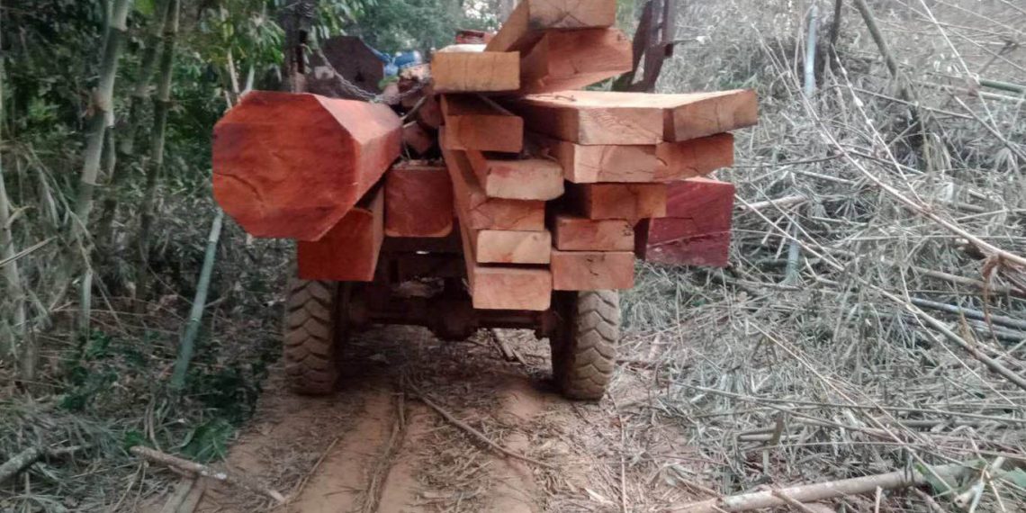 នរណាខ្លះកំពុងដឹកឈើចេញពីតំបន់ដែនអភិរក្សសត្វព្រៃកែវសីមា? ខ្នងមិនតូចទេ មើលទៅបានជាអាចបាំងភ្នែកអាជ្ញាធរ