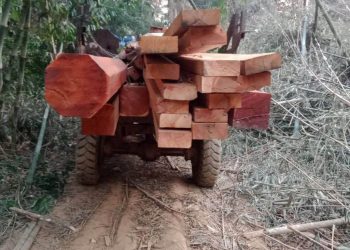 នរណាខ្លះកំពុងដឹកឈើចេញពីតំបន់ដែនអភិរក្សសត្វព្រៃកែវសីមា? ខ្នងមិនតូចទេ មើលទៅបានជាអាចបាំងភ្នែកអាជ្ញាធរ