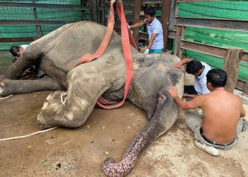 ដំរីដ៏ឆ្លាត “ឡាក់គី” ស្លាប់ហើយ បើទោះបីជាក្រុមគ្រូពេទ្យខំជួយព្យាបាលយ៉ាងណាក៏ដោយ, មន្ត្រីជំនាញបញ្ជាក់ពីមូលហេតុ..